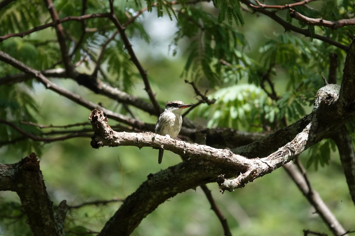 Striped Kingfisher - ML647019891