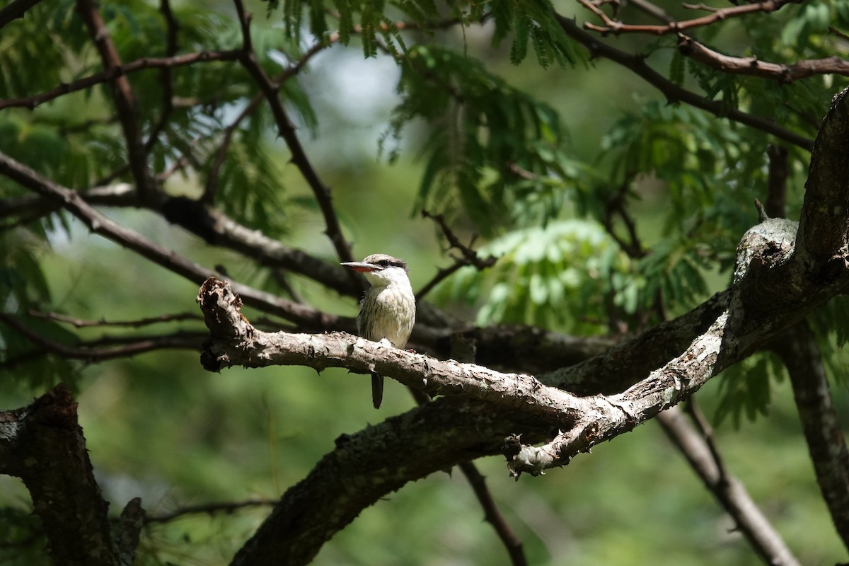 Striped Kingfisher - ML647019892