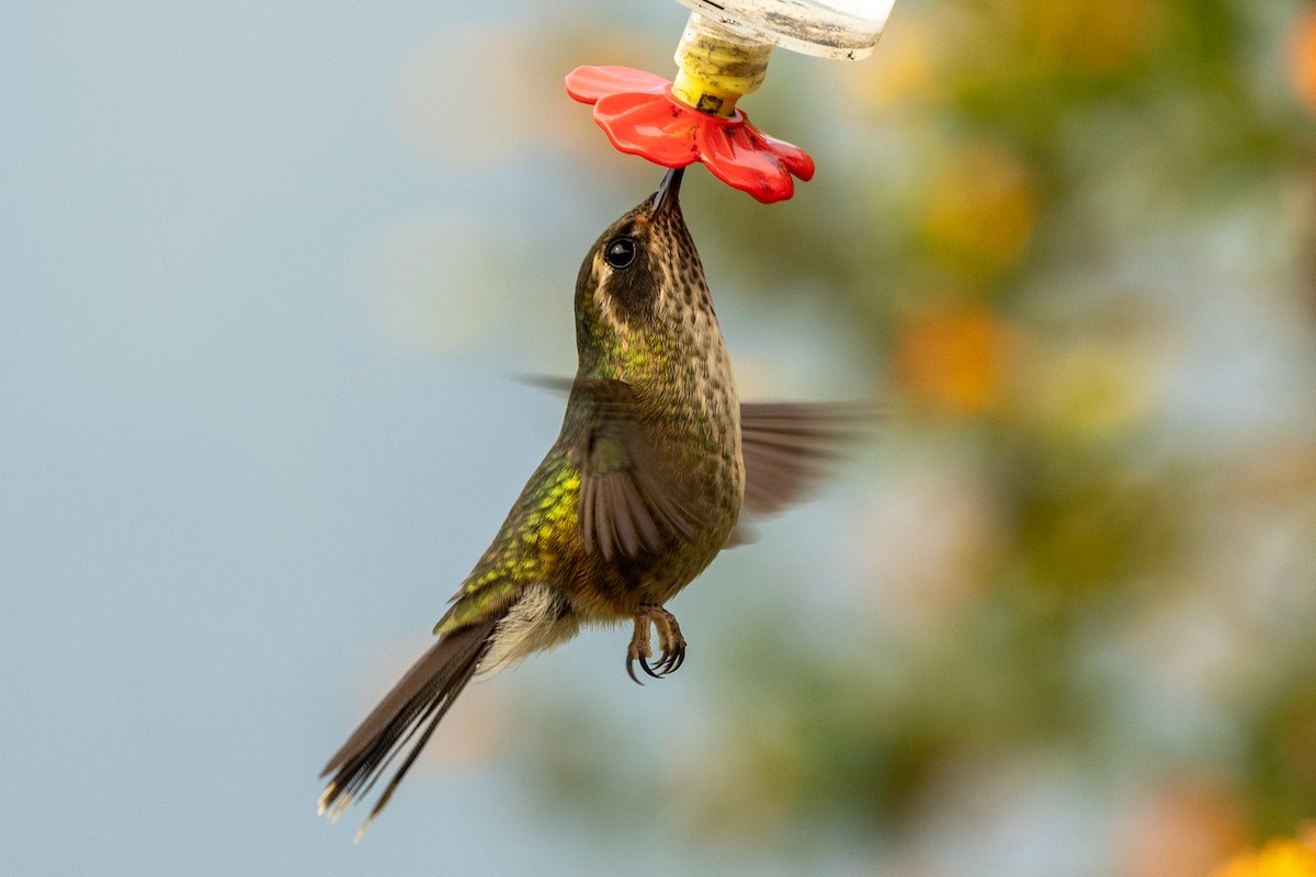 Speckled Hummingbird - ML647019920