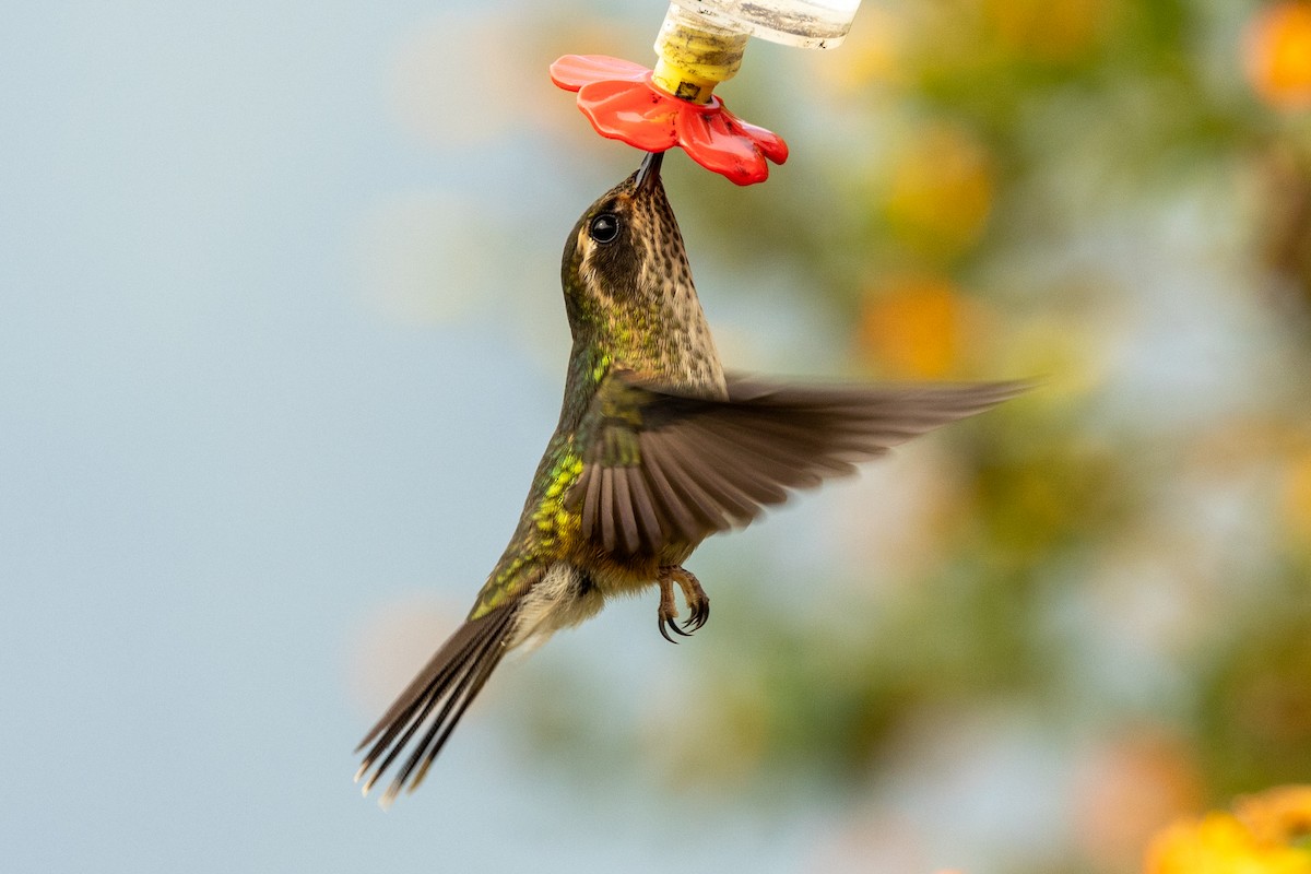 Speckled Hummingbird - ML647019921