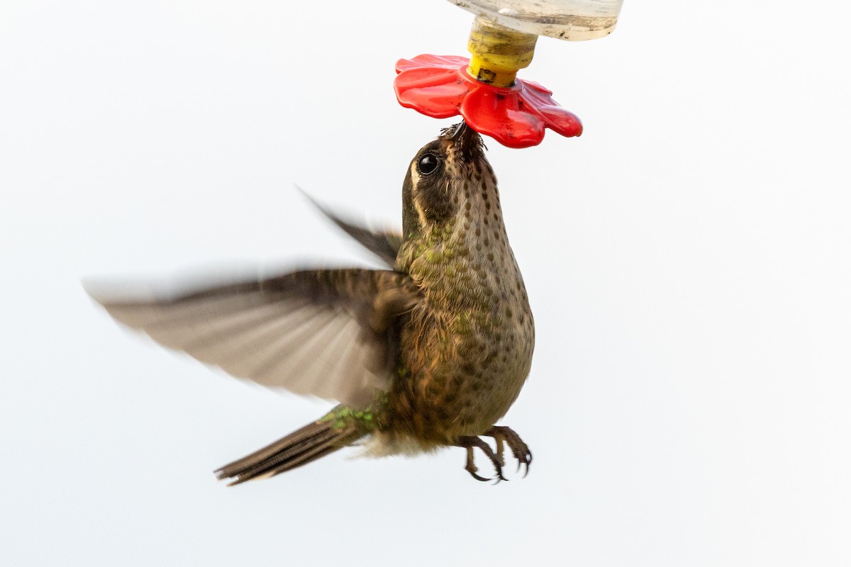 Speckled Hummingbird - ML647019930