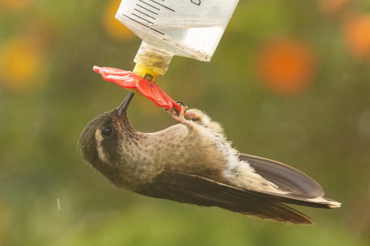 Speckled Hummingbird - ML647019931