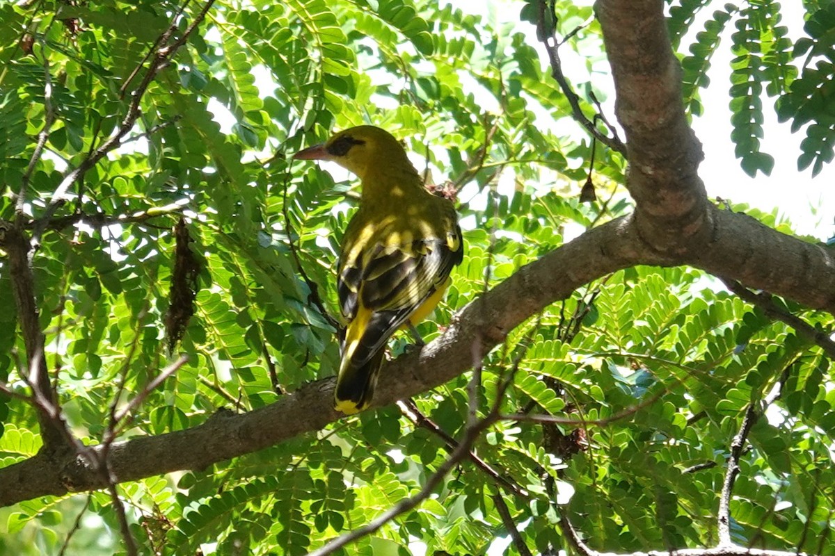 African Golden Oriole - ML647019934