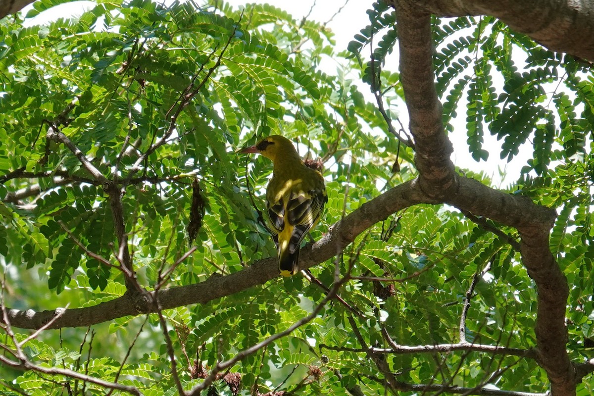 African Golden Oriole - ML647019935