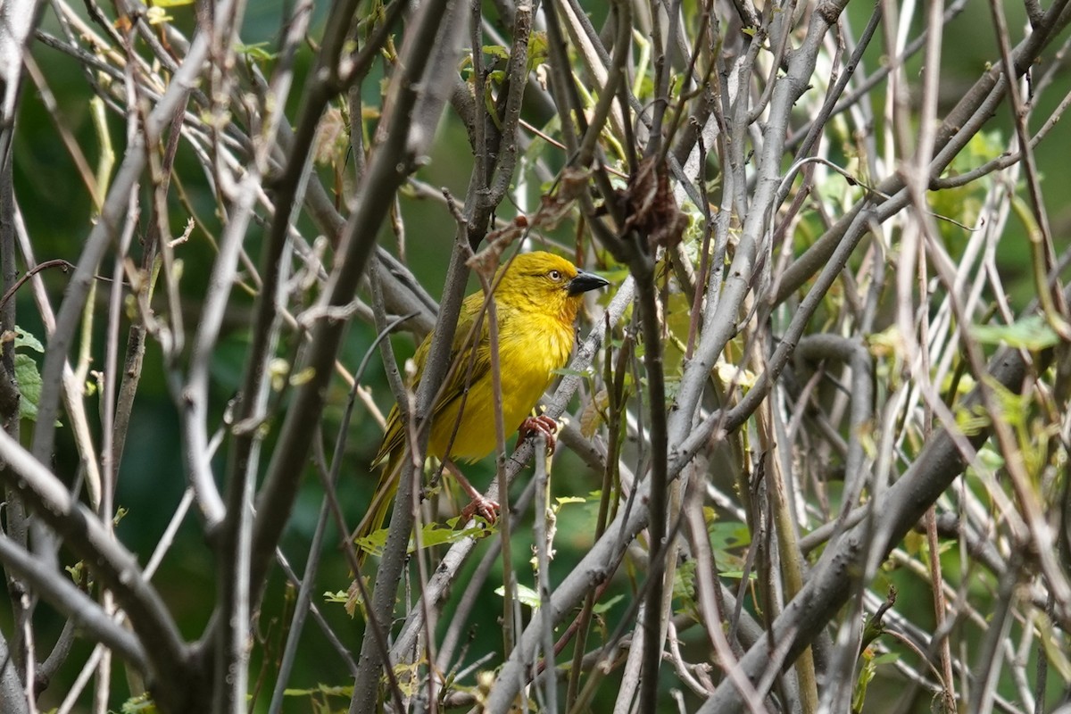 Holub Altın Dokumacısı - ML647019938