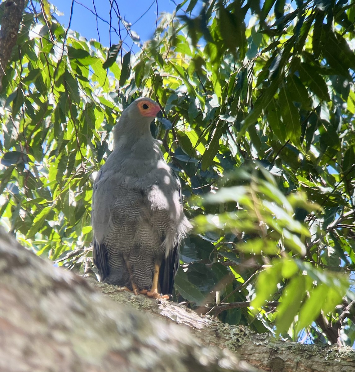African Harrier-Hawk - ML647019955
