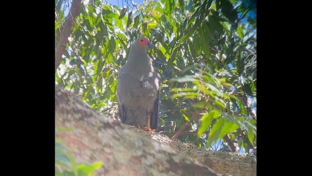 African Harrier-Hawk - ML647019956