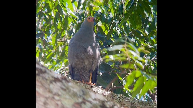 African Harrier-Hawk - ML647019957