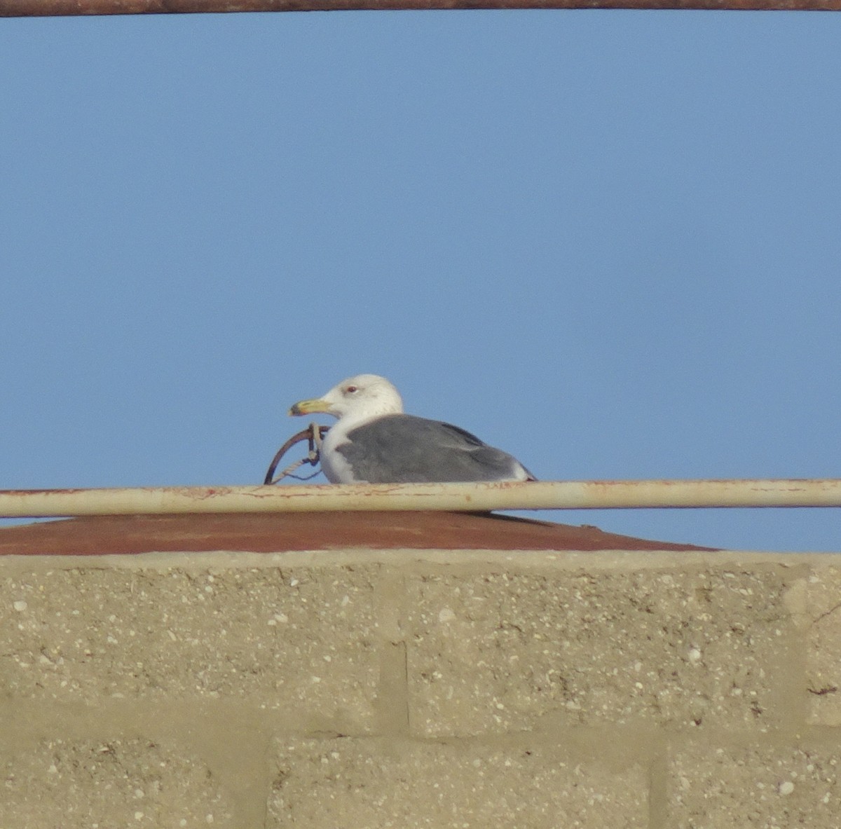 Yellow-legged Gull - ML647019967