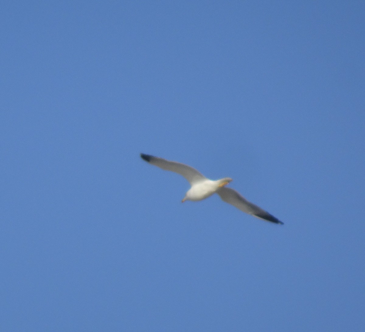 Yellow-legged Gull - ML647019968