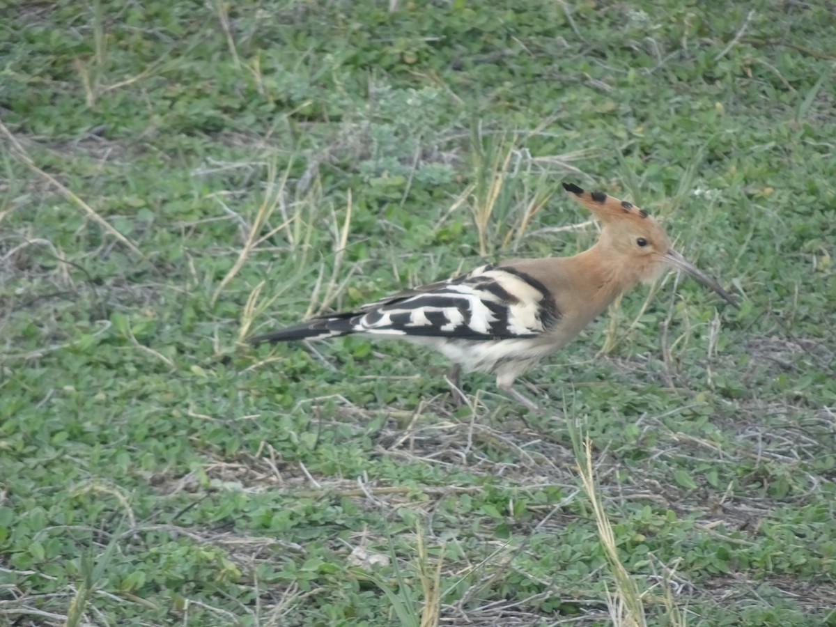 Common Hoopoe - ML647019981