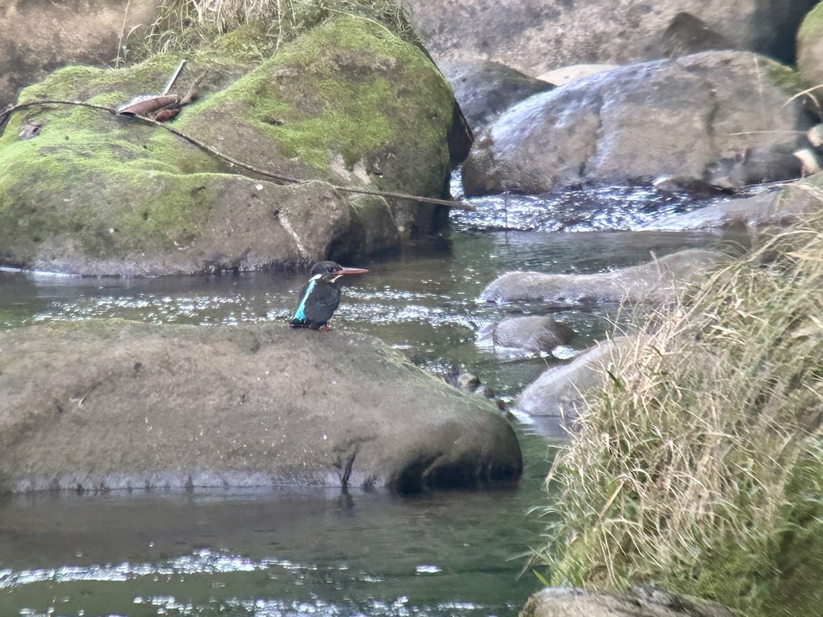 Blyth's Kingfisher - ML647019984