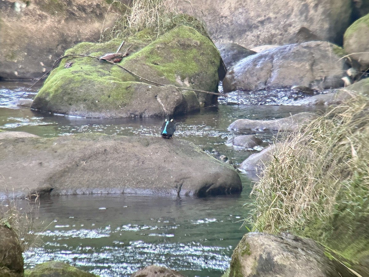 Blyth's Kingfisher - ML647019985