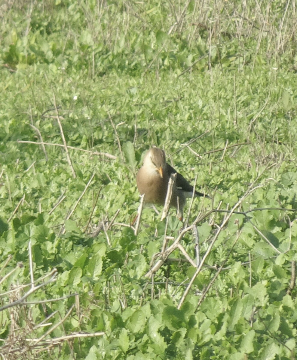 葡萄胸椋鳥 - ML647019989