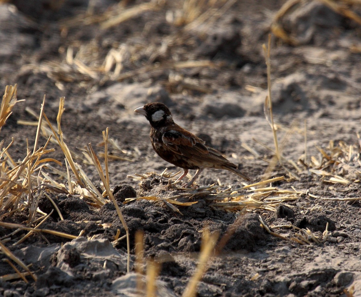 Chestnut-backed Sparrow-Lark - ML647019990