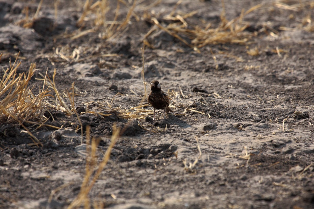 Chestnut-backed Sparrow-Lark - ML647019991