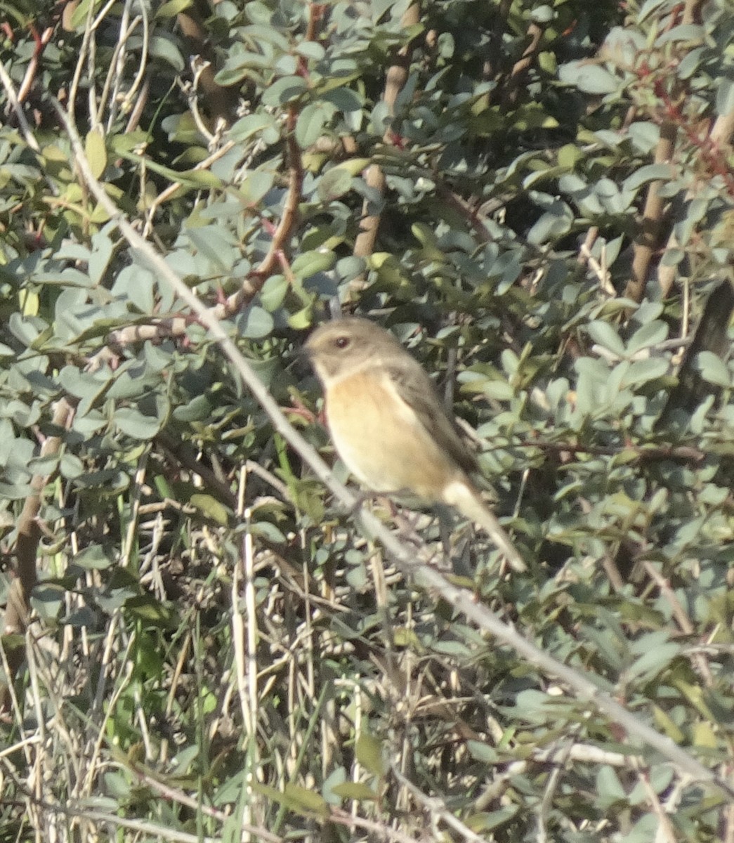 European Stonechat - ML647019995