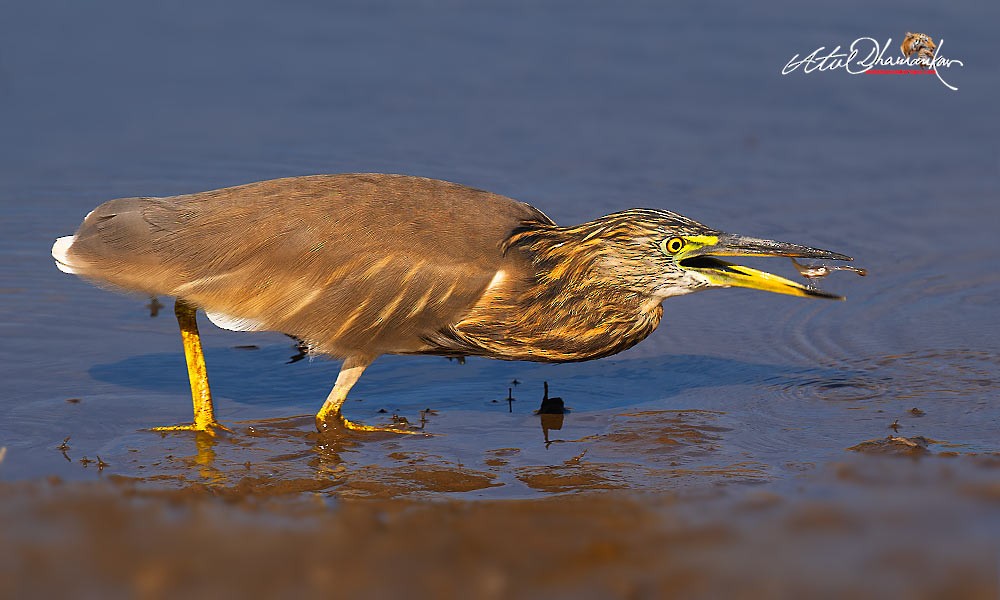 Indian Pond-Heron - ML647019996