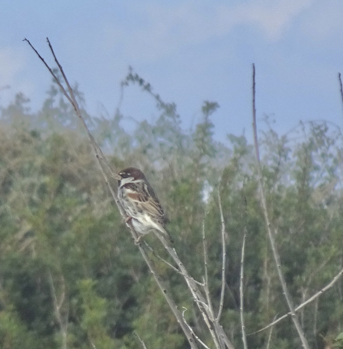 Spanish Sparrow - ML647020000