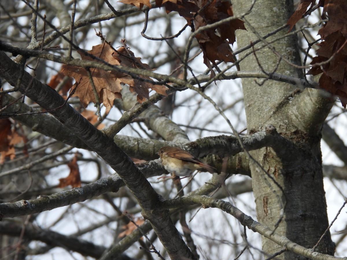 Hermit Thrush - ML647020006