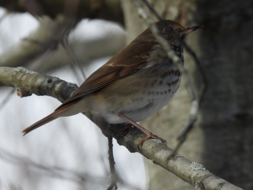 Hermit Thrush - ML647020007
