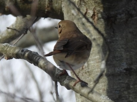 Hermit Thrush - ML647020008