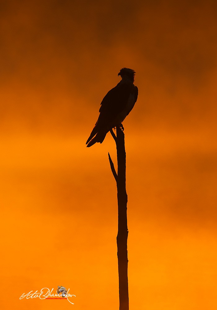 Osprey - ML647020012