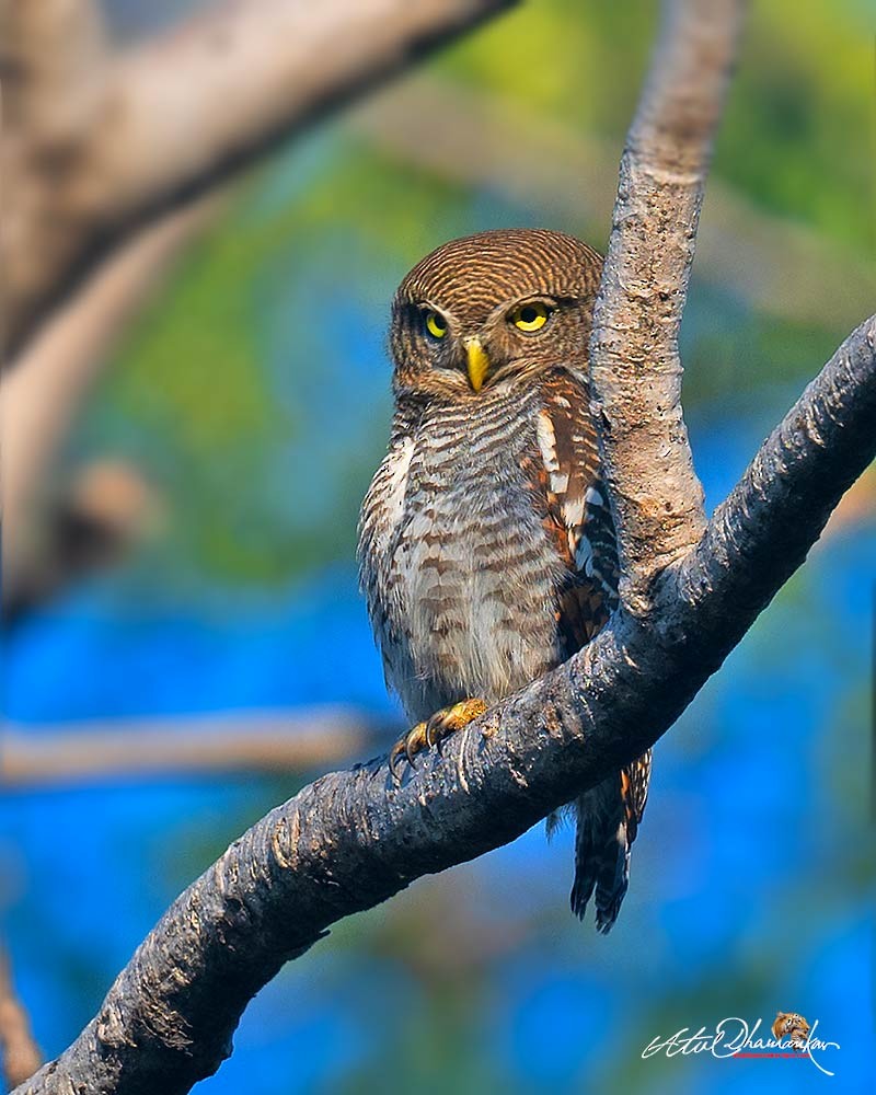 Jungle Owlet - ML647020019