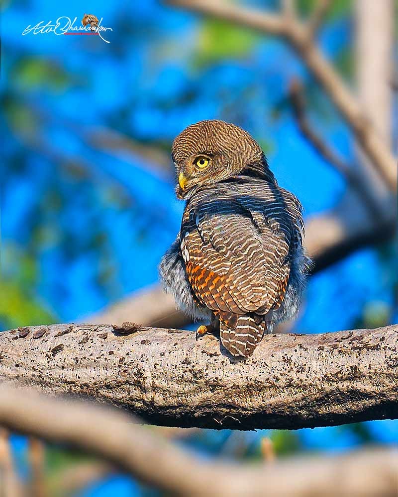 Jungle Owlet - ML647020020