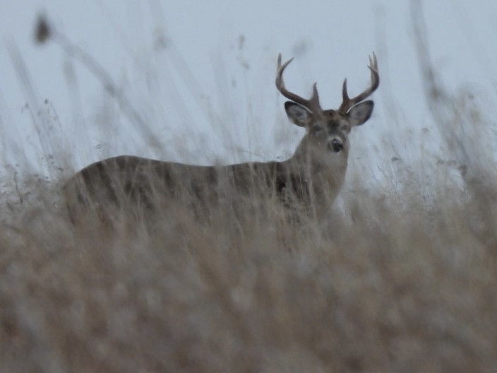 Animals - ML647020023