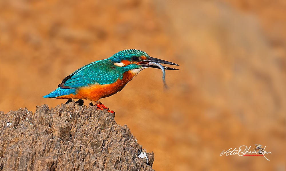 Common Kingfisher - ML647020025