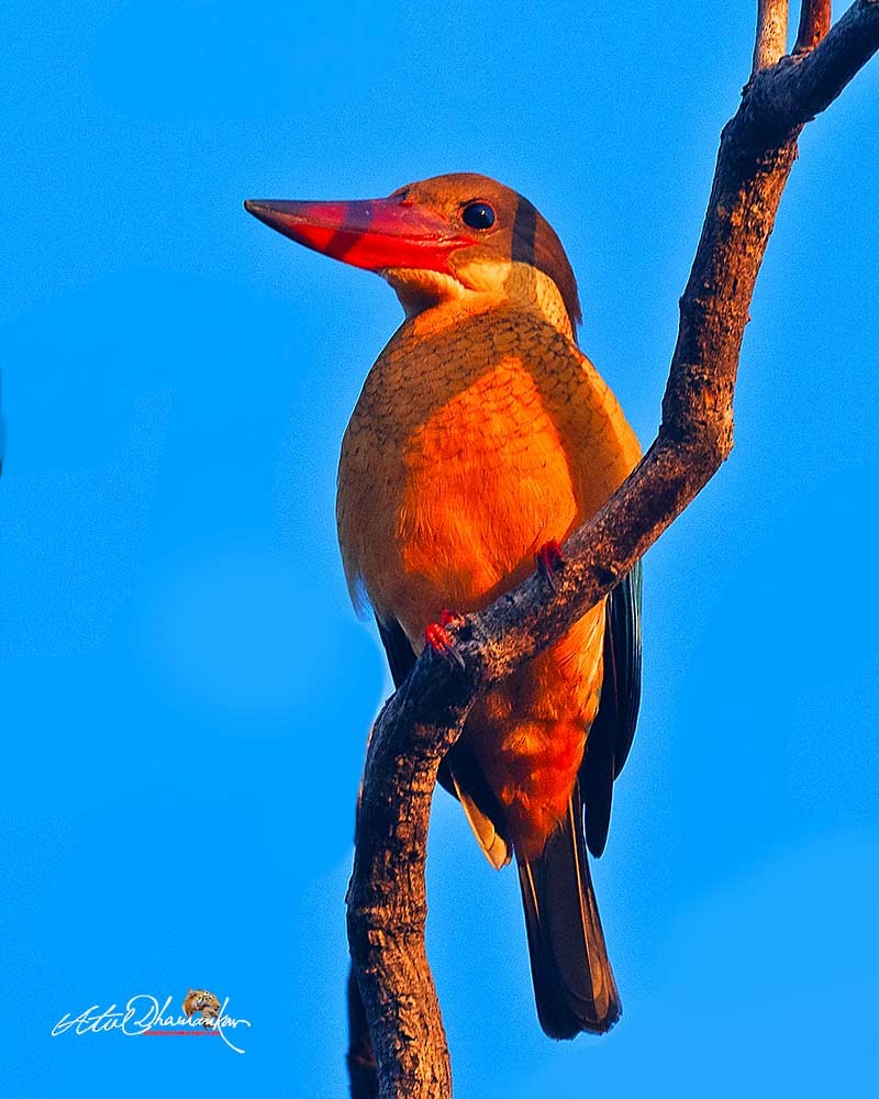 ledňáček čápozobý - ML647020029