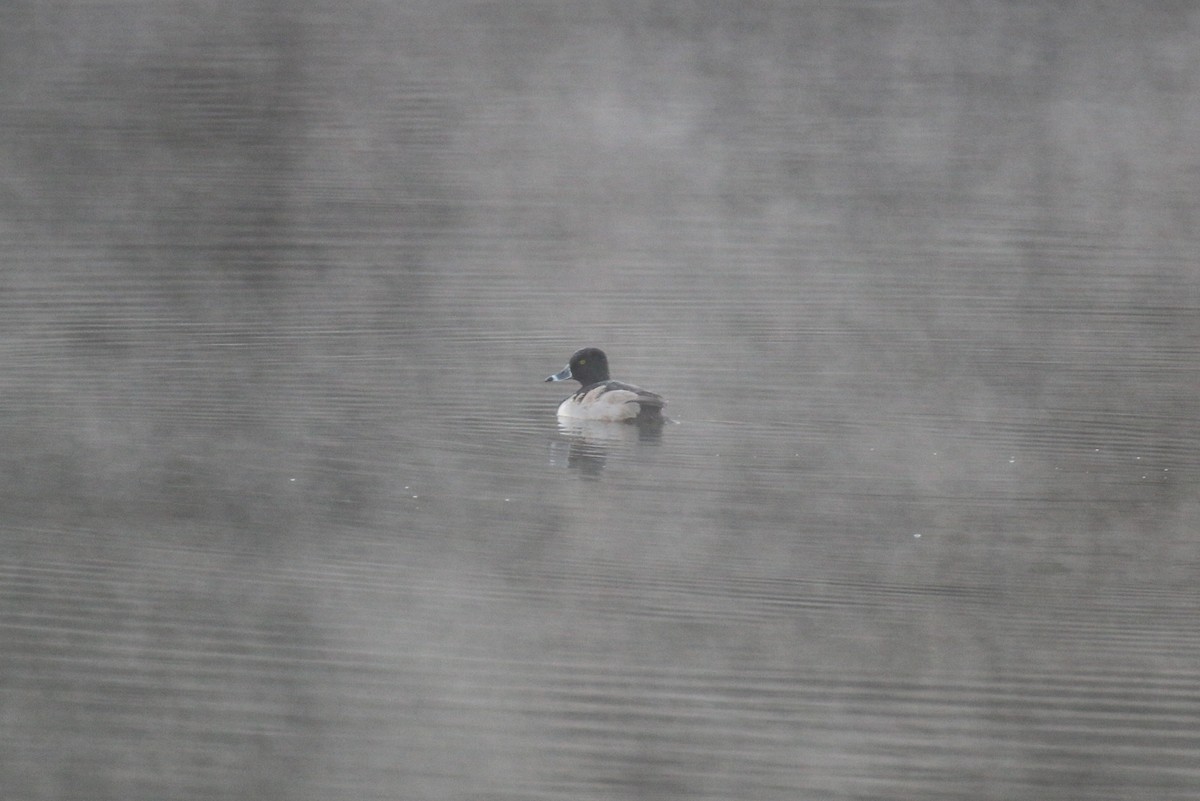 Ring-necked Duck - ML647020046
