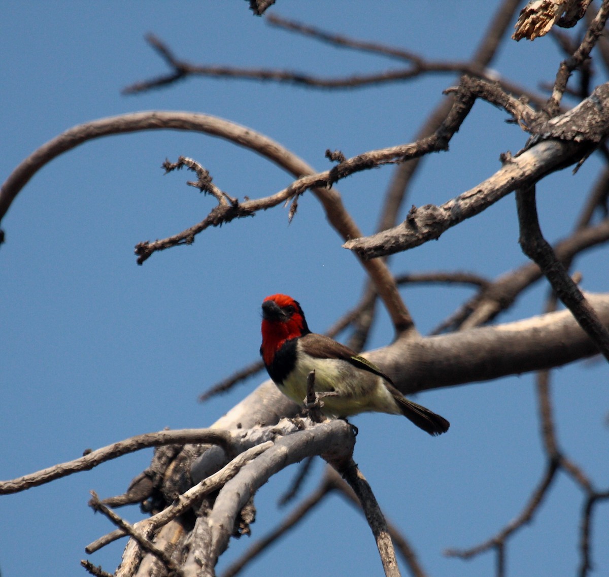 Kara Kolyeli Barbet - ML647020052
