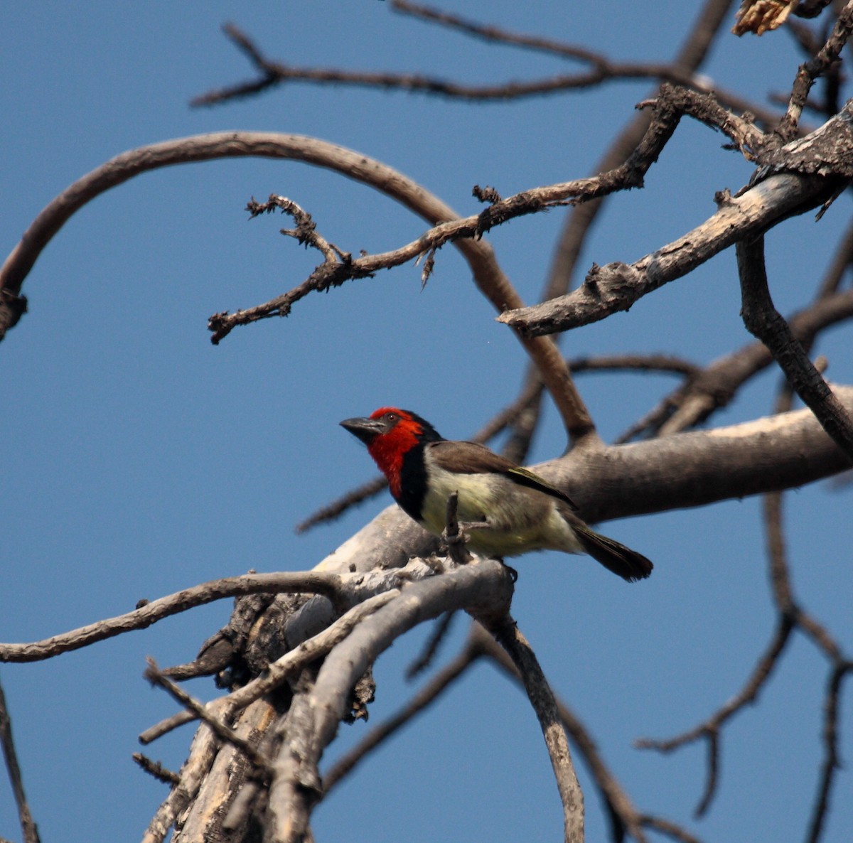 Kara Kolyeli Barbet - ML647020053