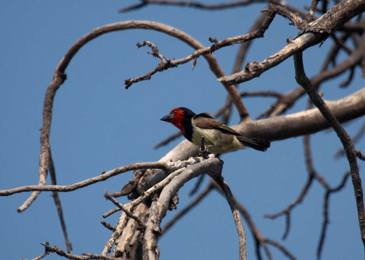 Kara Kolyeli Barbet - ML647020054