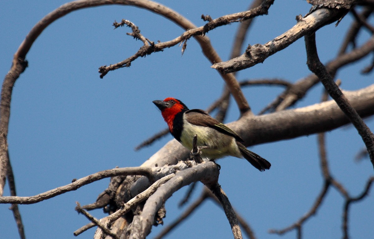Kara Kolyeli Barbet - ML647020055