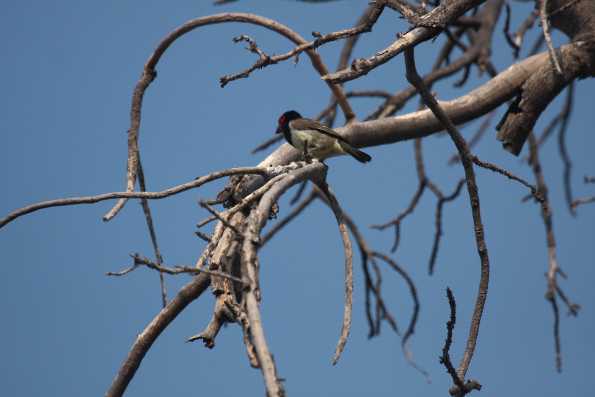 Kara Kolyeli Barbet - ML647020056