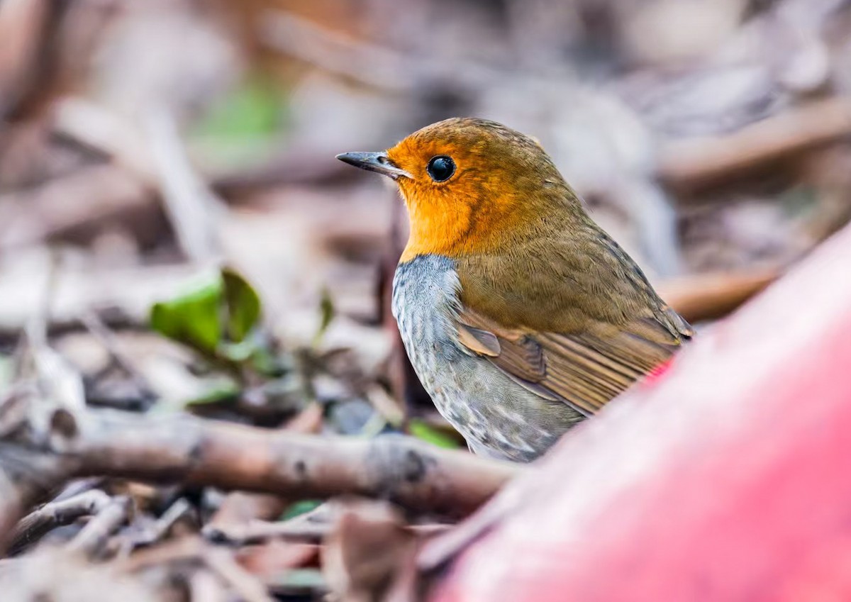 Japanese Robin - ML647020059