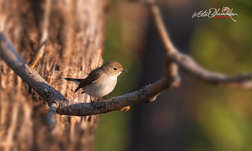 Taiga Flycatcher - ML647020067
