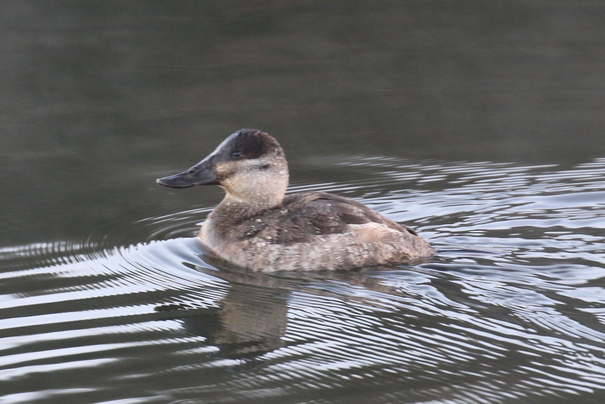 Ruddy Duck - ML647020068