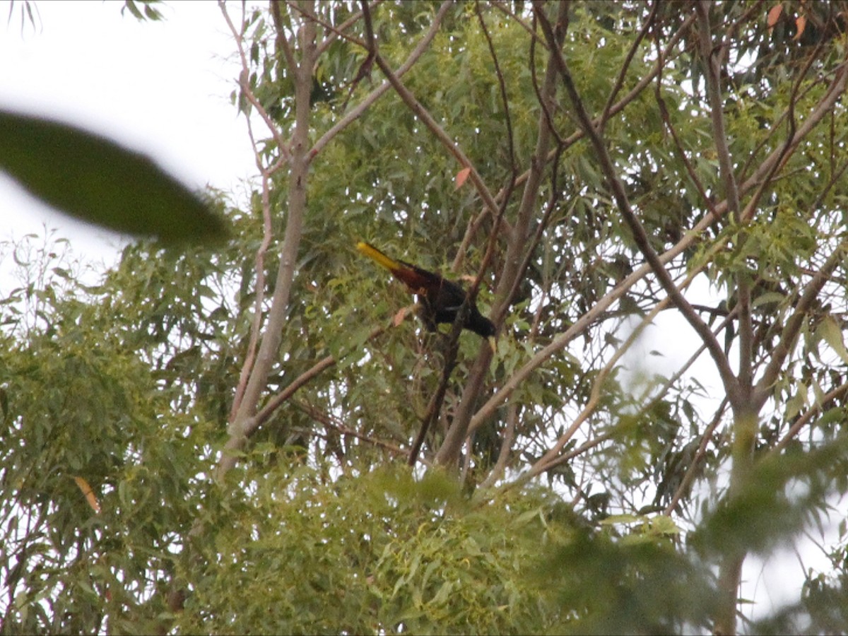 Tepeli Oropendula - ML647020069