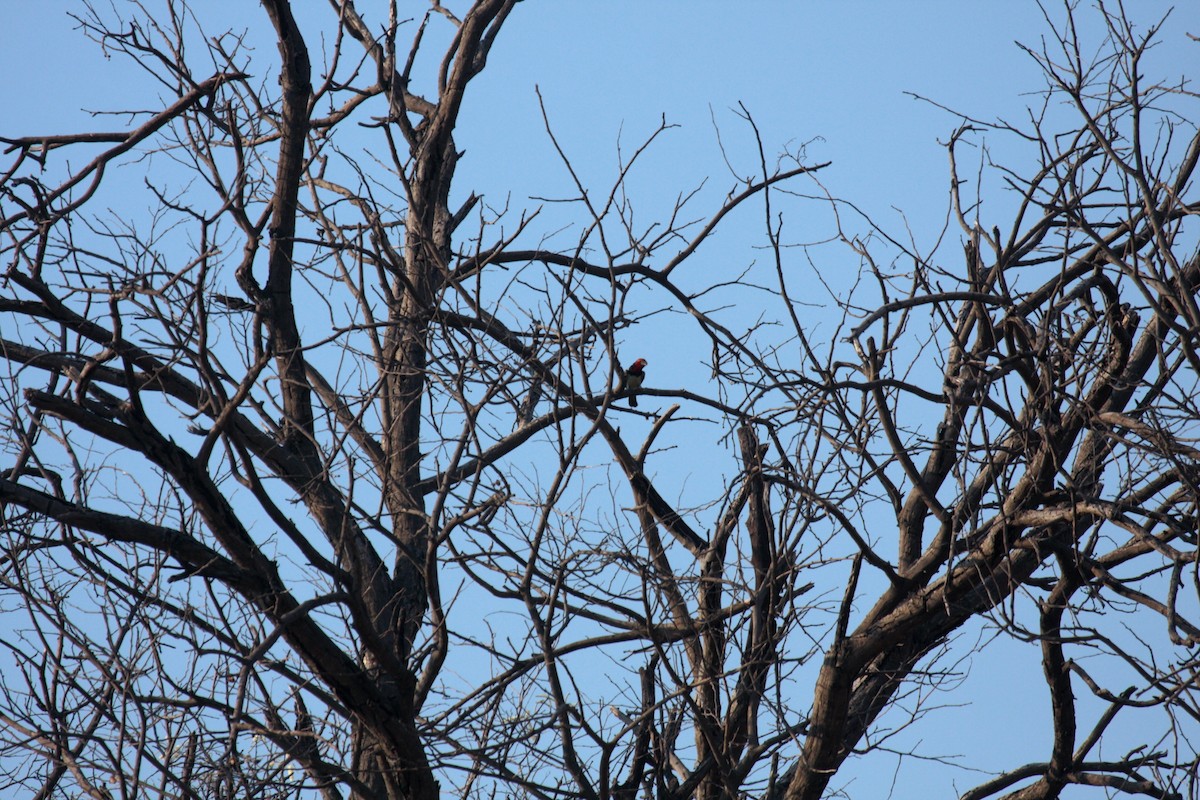Kara Kolyeli Barbet - ML647020070
