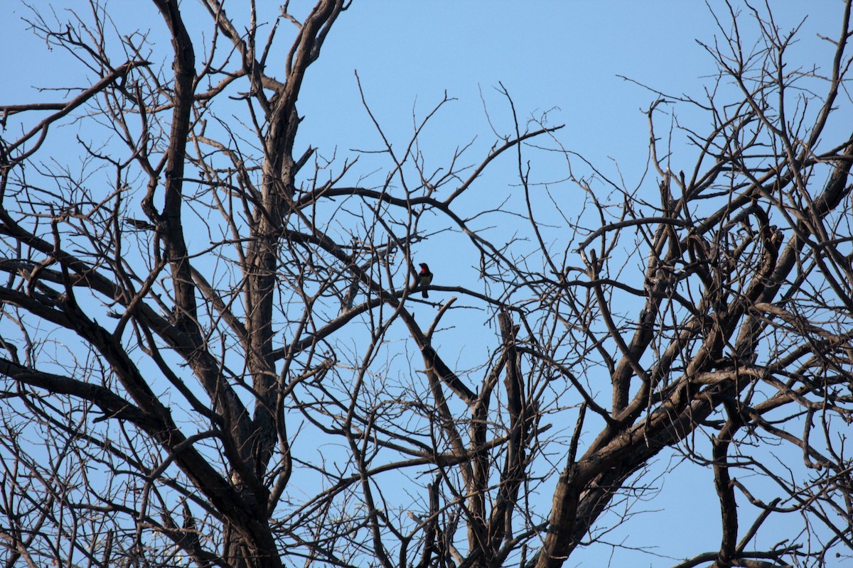 Kara Kolyeli Barbet - ML647020071