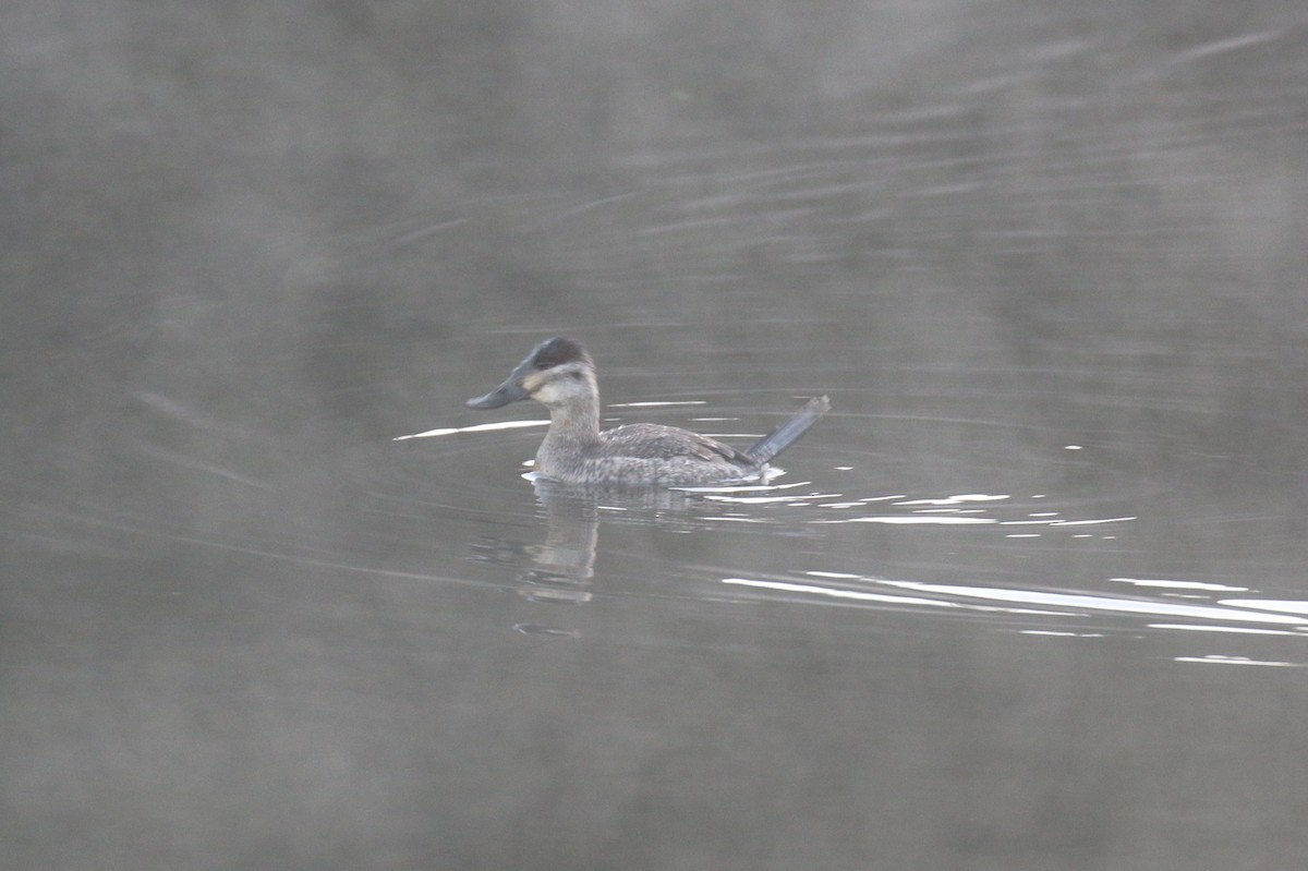 Ruddy Duck - ML647020073
