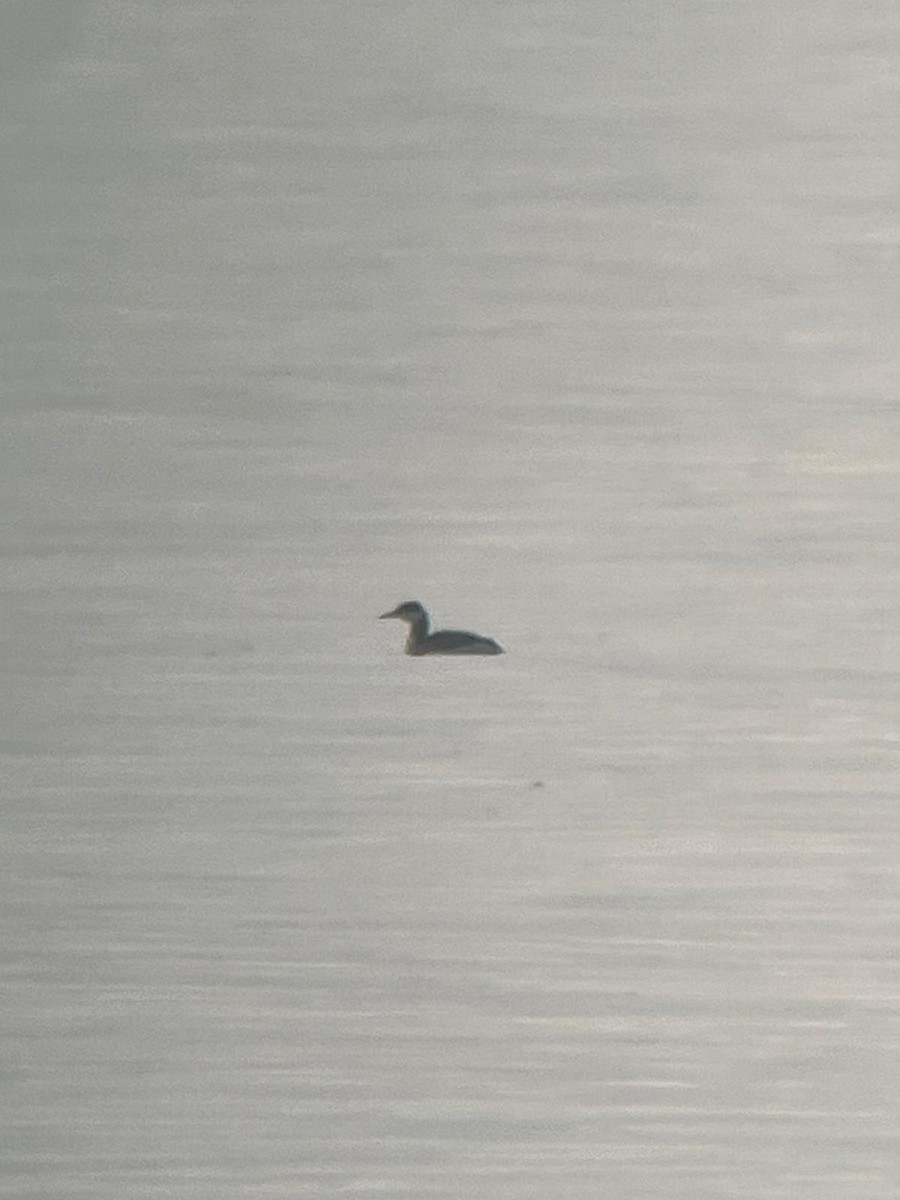 Somormujo Cuellirrojo - ML647020101