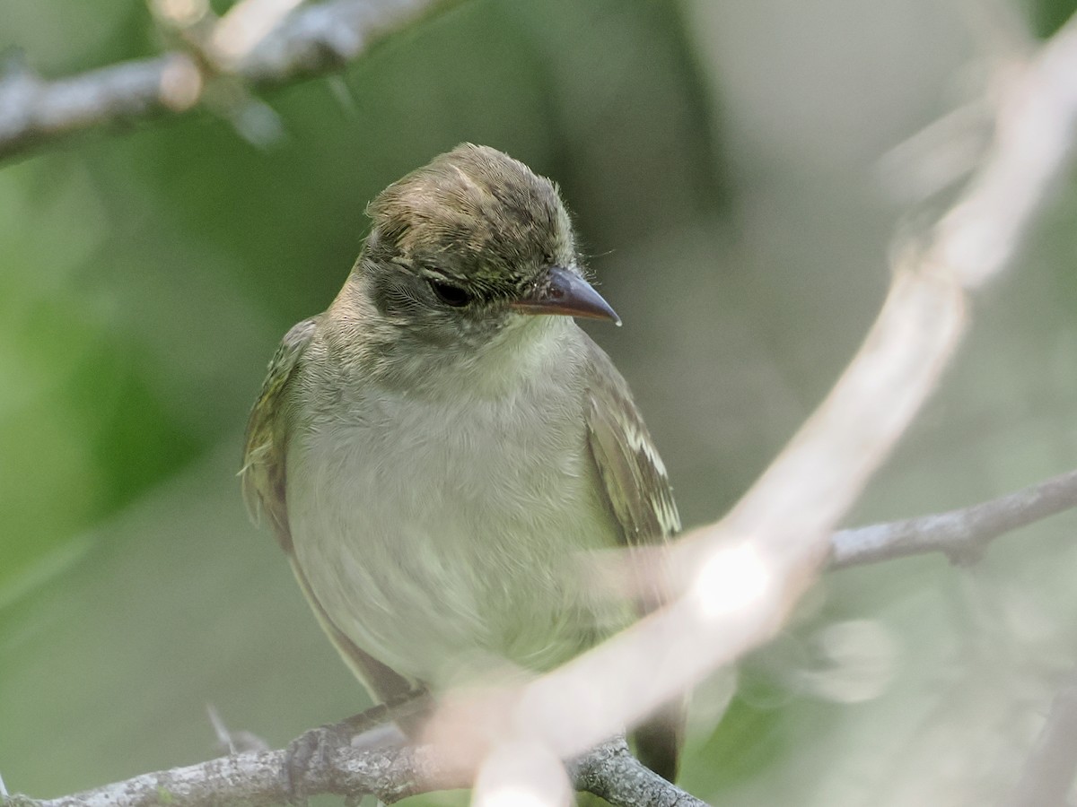Caribbean Elaenia - ML647020102