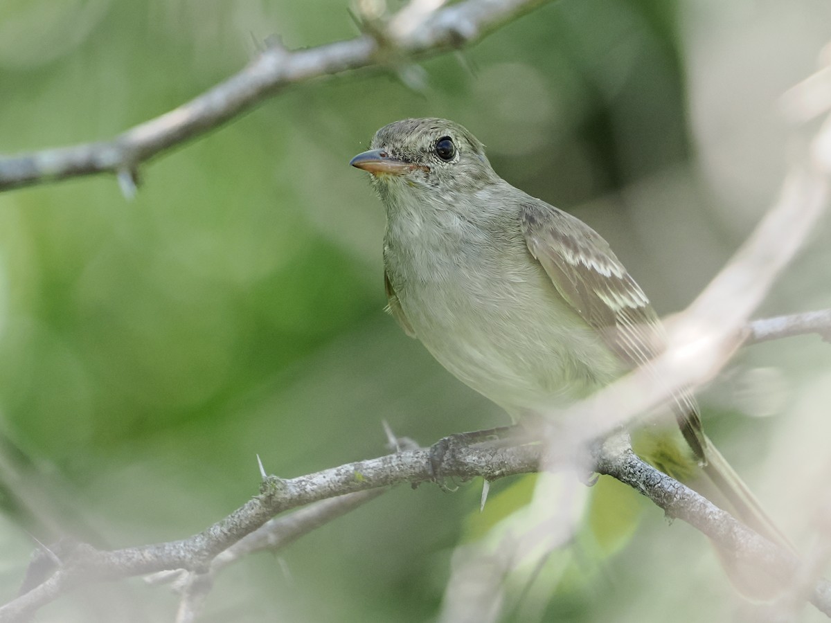 Caribbean Elaenia - ML647020103