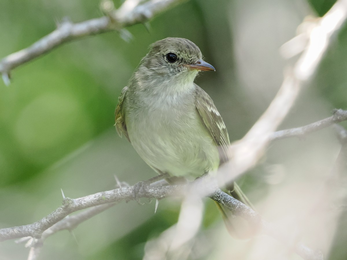 Caribbean Elaenia - ML647020104
