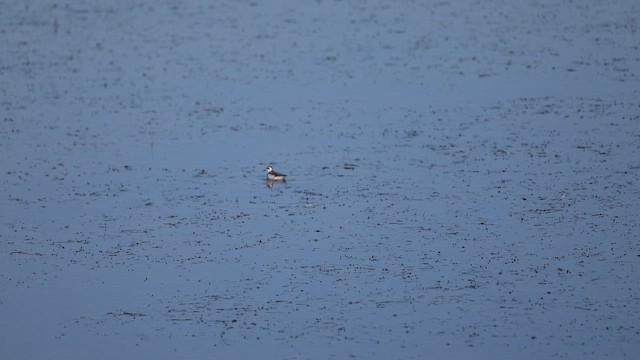Phalarope à bec étroit - ML647020105